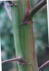 Acacia mearnsii, recorded fruiting