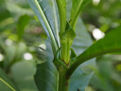 Psychotria grandis
