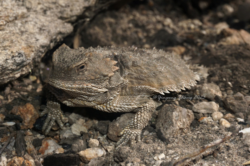 Greater Short-horned Lizard