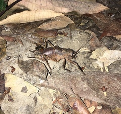 Nesoecia nigrispina