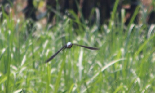 White-headed Saw-wing (Psalidoprocne albiceps), photo 4
