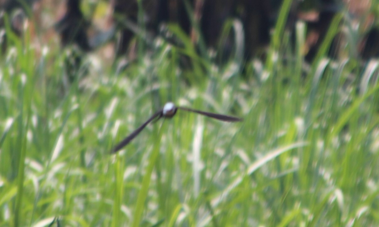 White-headed Saw-wing (Psalidoprocne albiceps), photo 2