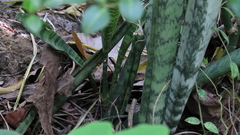 Sansevieria trifasciata