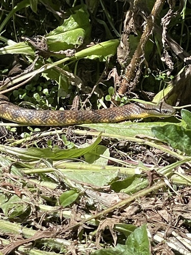 Tiger Snake sighting