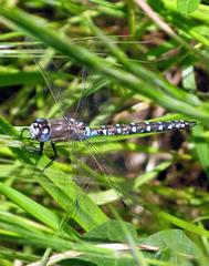 Rhionaeschna californica