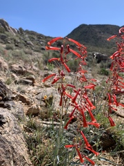 Penstemon subulatus