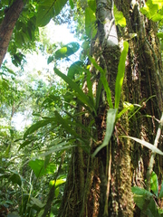 Polytaenium