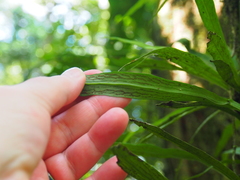Polytaenium