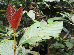 Pentagonia donnell-smithii