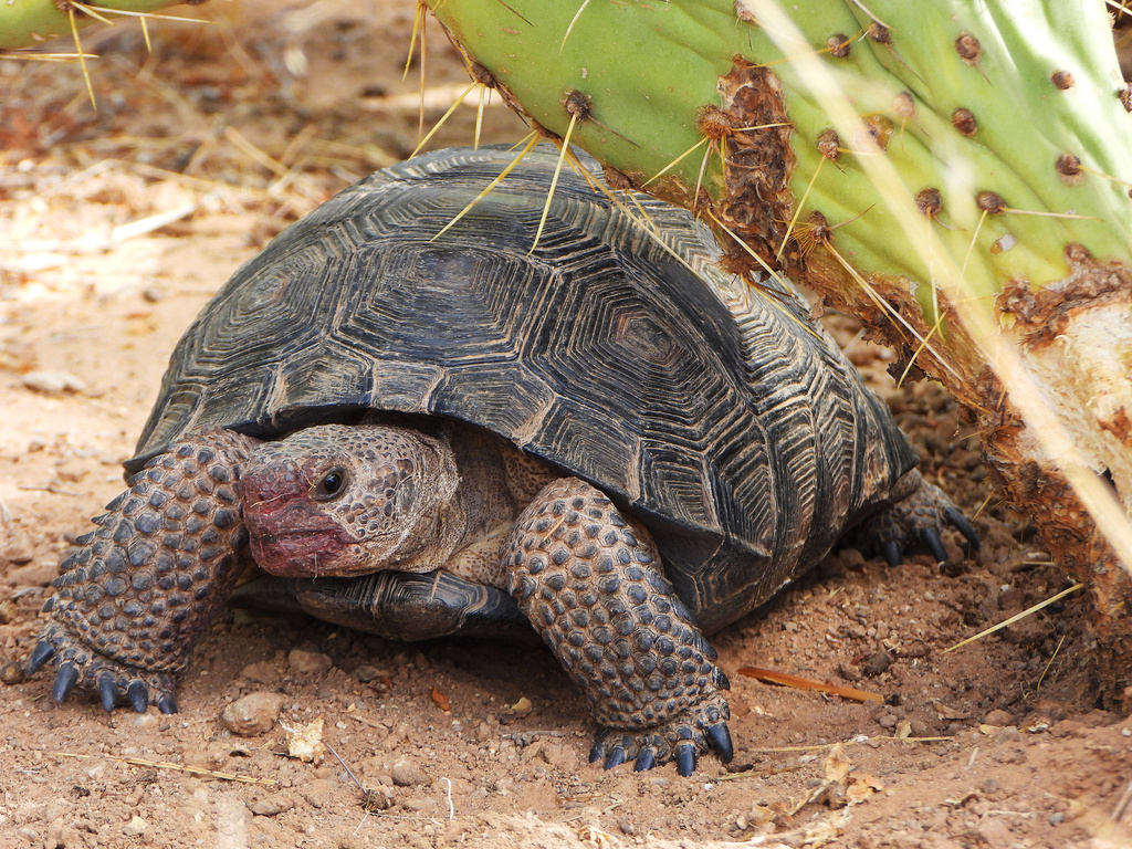 Sonoran Desert Tortoise