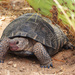 Sonoran Desert Tortoise - Photo (c) Yinan Li, some rights reserved (CC BY-NC), uploaded by Yinan Li