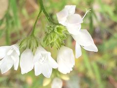 Dipterostemon capitatus