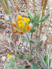 Anthyllis lotoides