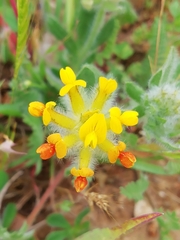 Anthyllis lotoides