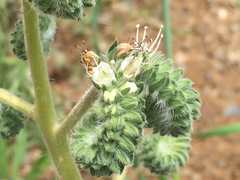 Phacelia imbricata