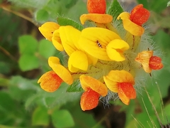 Anthyllis lotoides