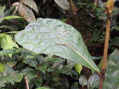 Pentagonia donnell-smithii