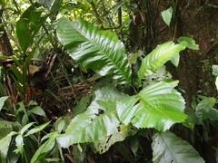 Cupania