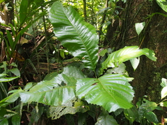 Cupania