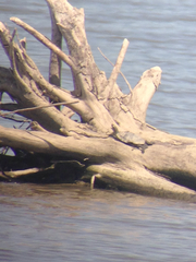 Graptemys ouachitensis