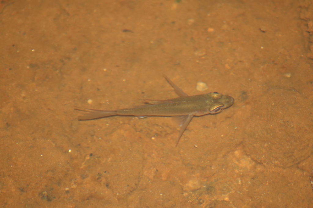 Glassfish