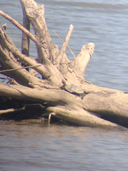 Graptemys ouachitensis