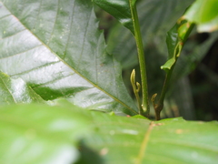 Cupania