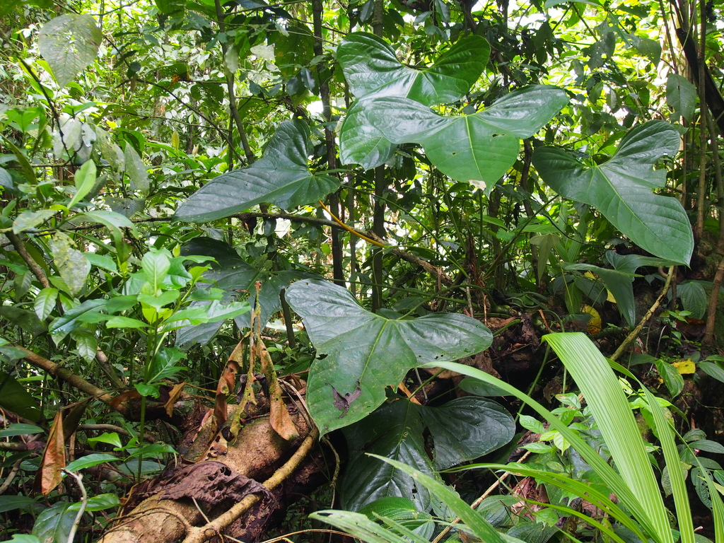 Anthurium subsignatum · iNaturalist