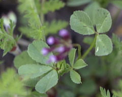 Trifolium gracilentum