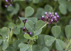 Trifolium gracilentum