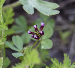 Trifolium gracilentum
