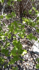 Coccoloba microstachya