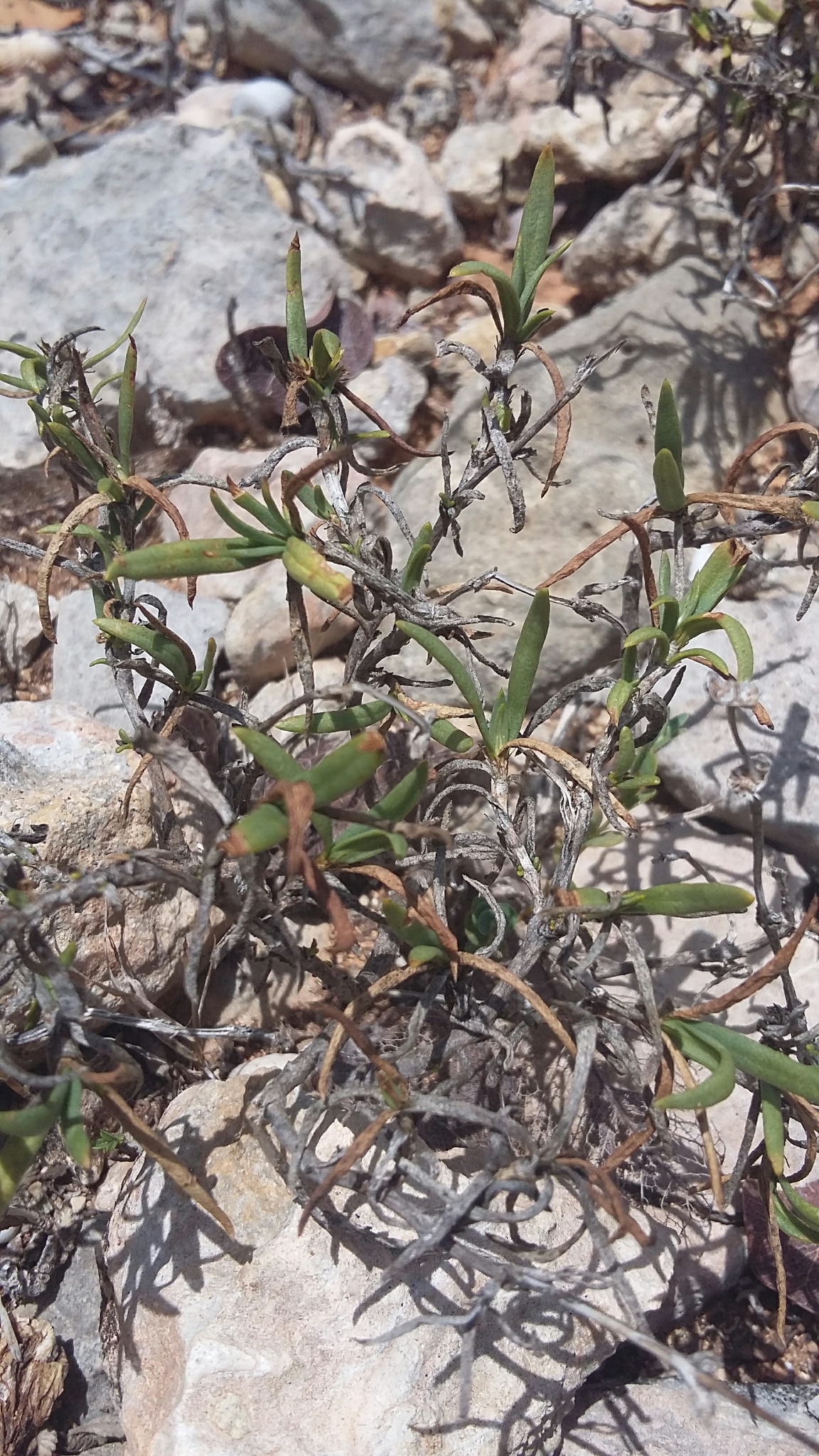 Mitracarpus polycladus
