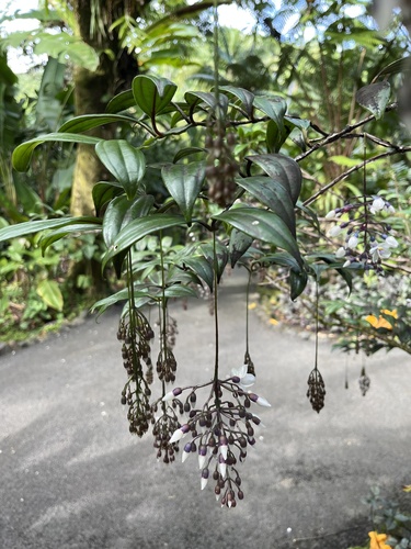 Medinilla alata