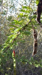 Senna polyphylla