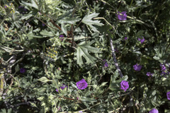 Eremalche parryi kernensis