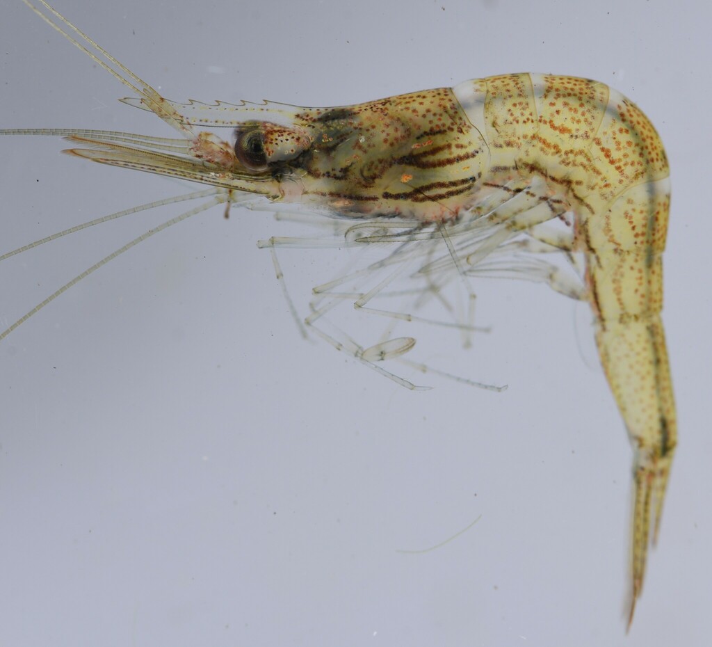 Desmocarididae