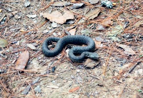 Crotalus aquilus