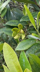Guatteria blainii