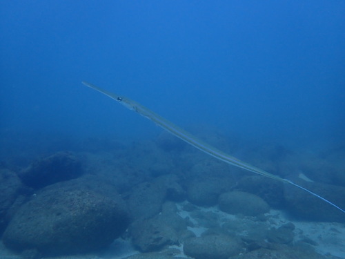Reef cornetfish