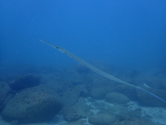 Reef cornetfish