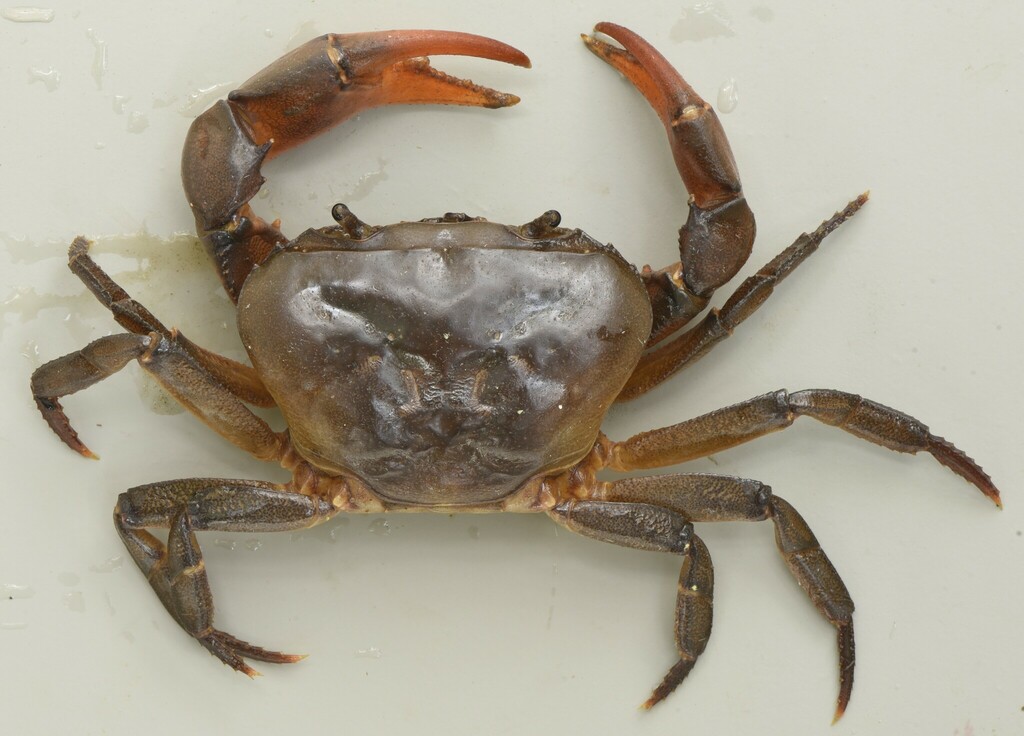 Liberonautes latidactylus