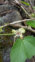 Passiflora sexflora