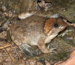 Balu Oriental Frog photo 3