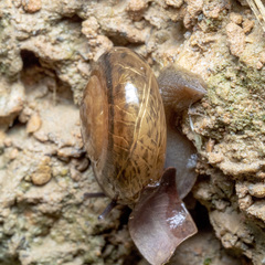Ariophantidae