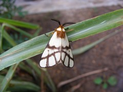Anaphe panda