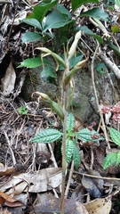 Eltroplectris calcarata