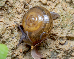 Ariophantidae