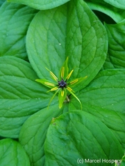 Paris quadrifolia