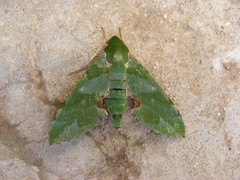 Euchloron megaera